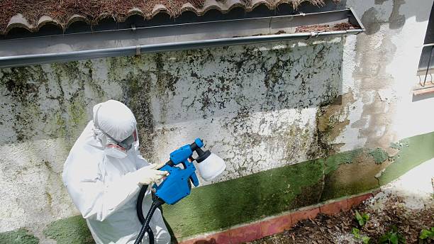 Trusted Attic Mold Removal service in Victoria, TX - Cheap Mold Removal